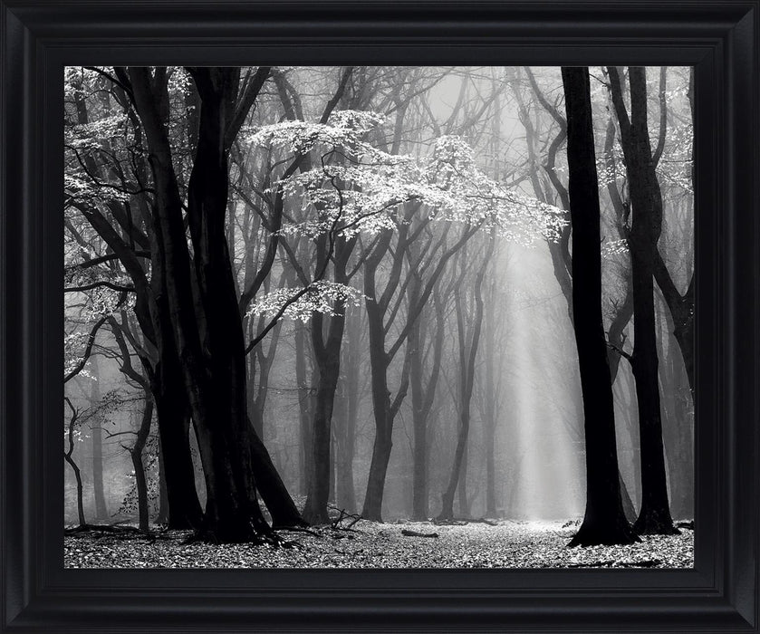 Silent Grove Shadows - 28" x 34" Framed Wall Art