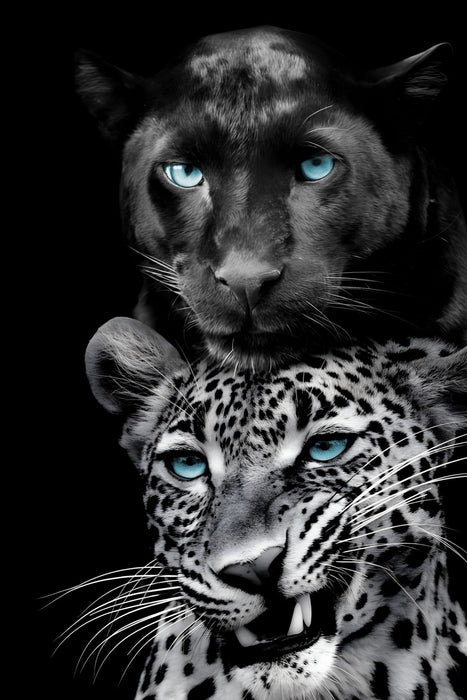 Azure Gaze Duo - 40" x 60" Framed Wall Art