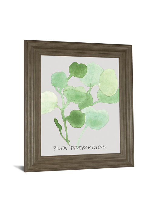 Pilea Peperomioides By Katrien Soeffers - Framed Print Wall Art - Green