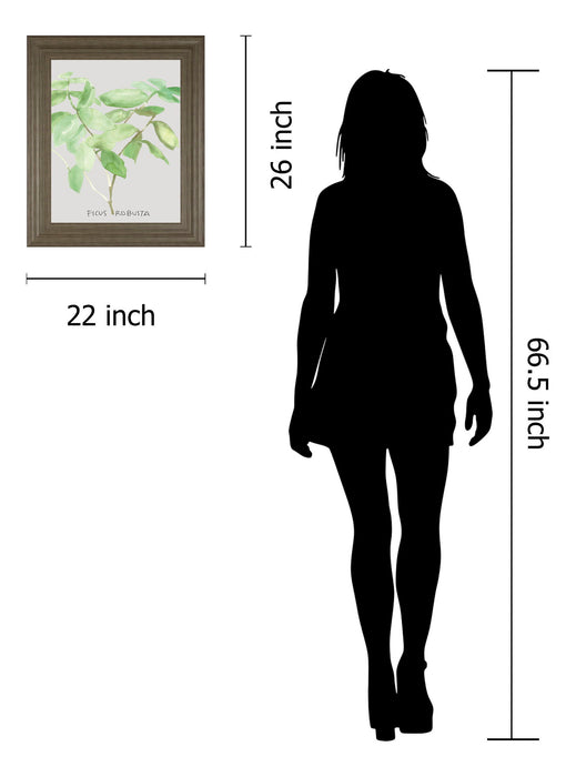 Ficus Robusta By Katrien Soeffers - Framed Print Wall Art - Green