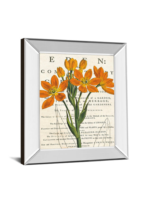 Eurphoria Botany By Sue Schlabach - Mirror Framed Print Wall Art - Orange